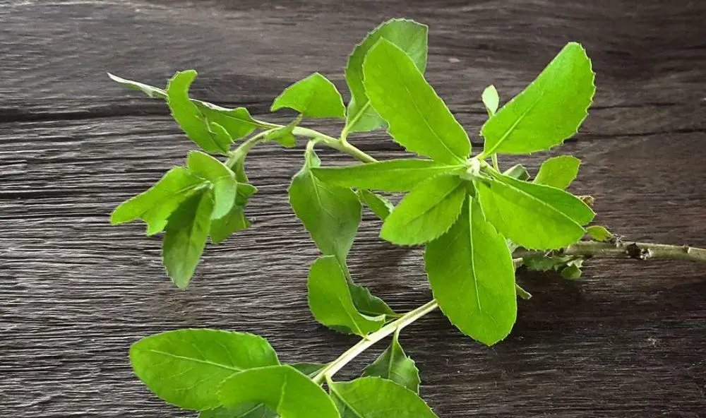 Daun Beluntas (Pluchea indica)