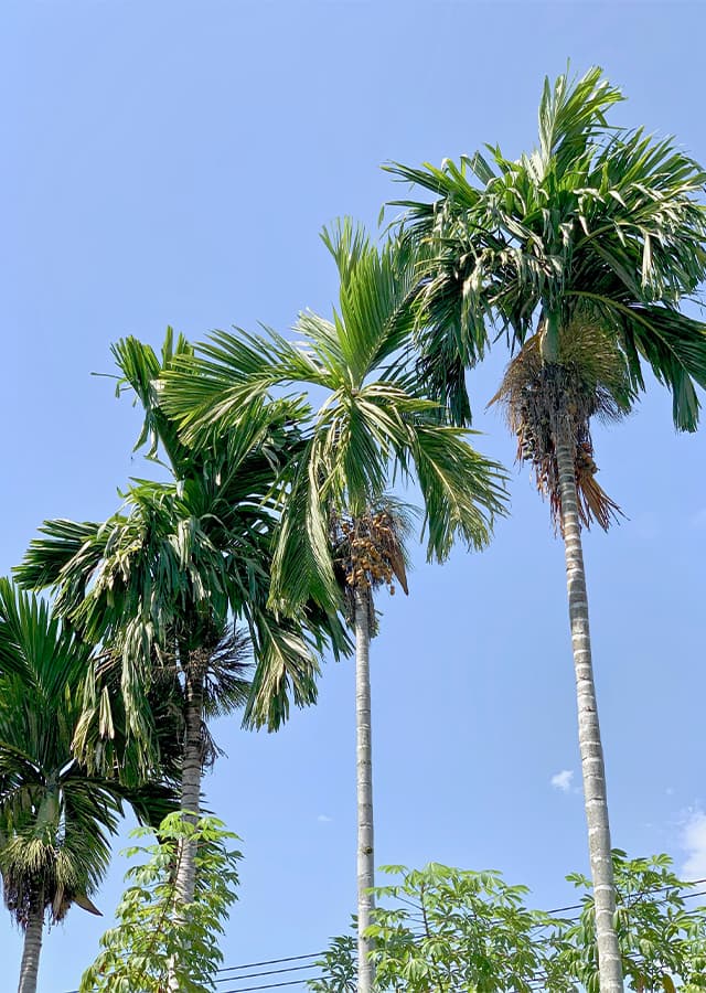 Gagar mayang (kembang jambe) (Bunga Pinang / Areca catechu)