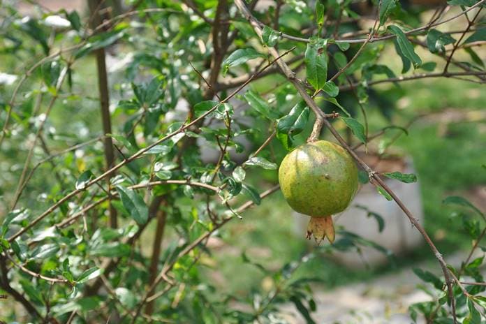 Godhong delima (Punica granatum)