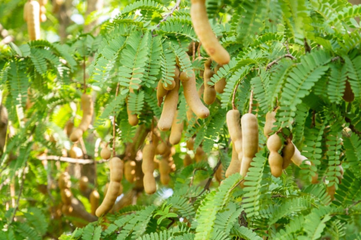 Asem (tamarindus indica)