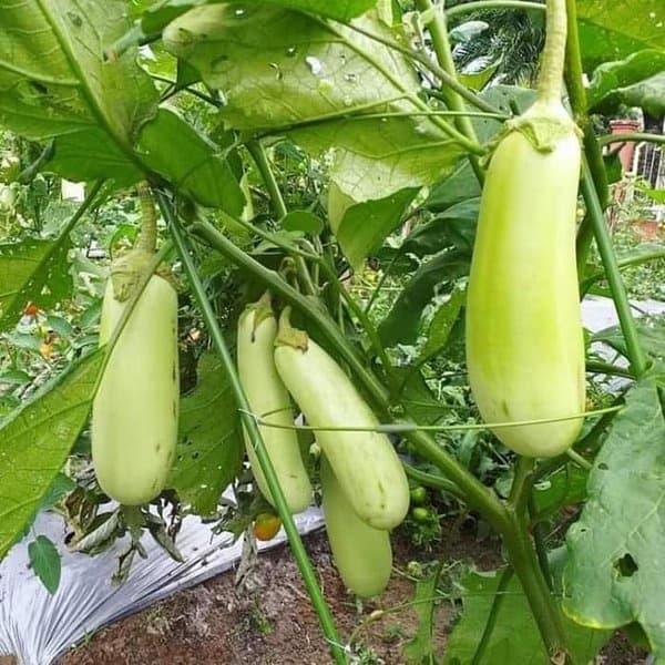 Terong kopek (Solanum melongena)