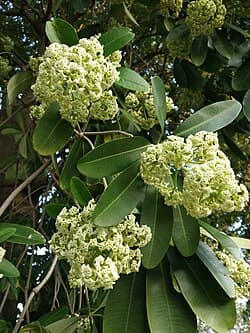 Kulit akar pule (Alstonia scholaris)