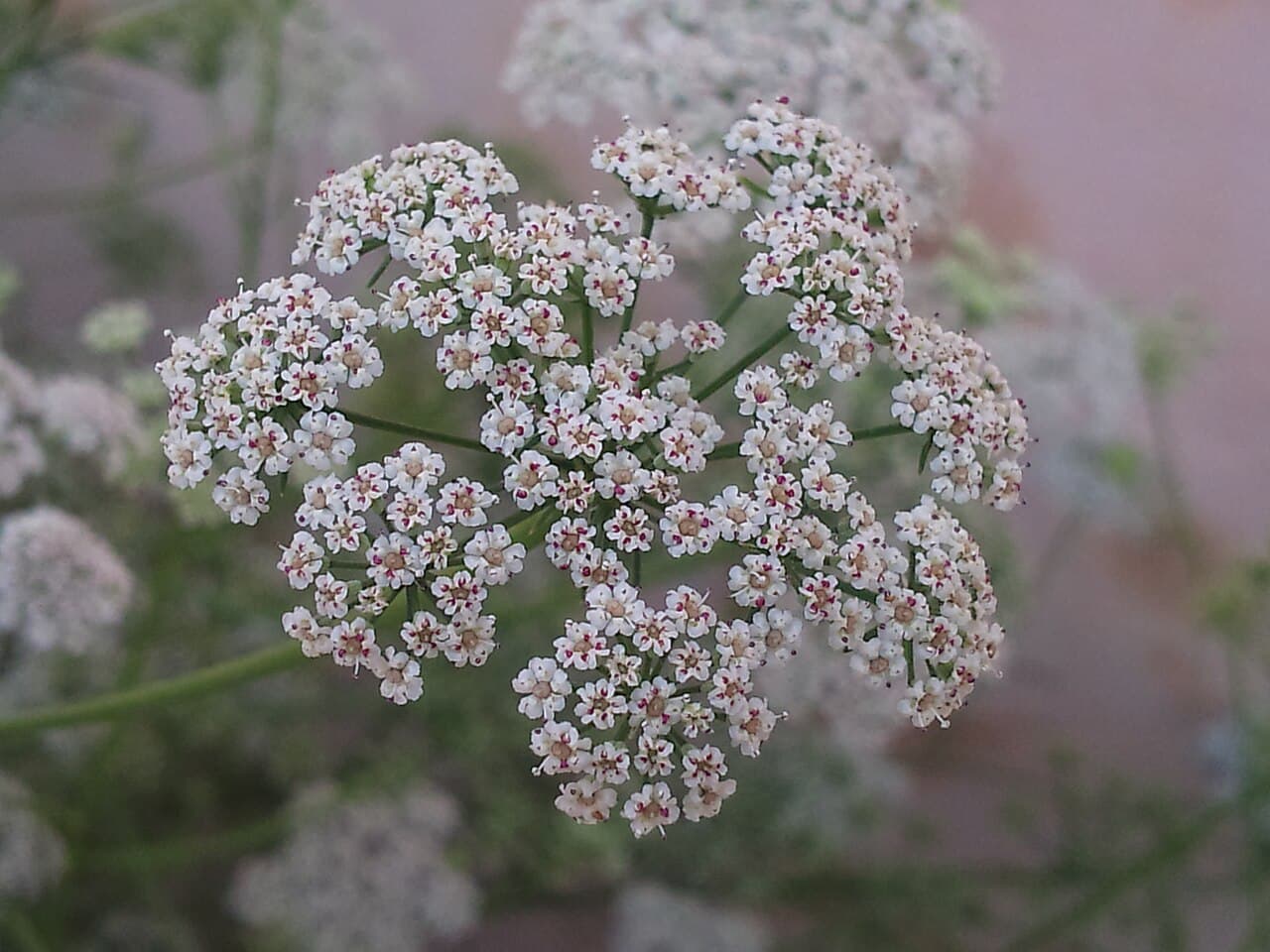 Mungsi (Trachyspermum ammi / Carum copticum)