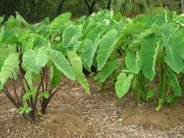 Godhong talas (Colocasia esculenta)