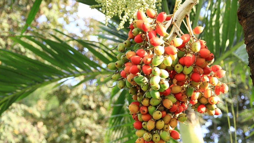 Pucang / jambe (Biji Pinang / Areca catechu)