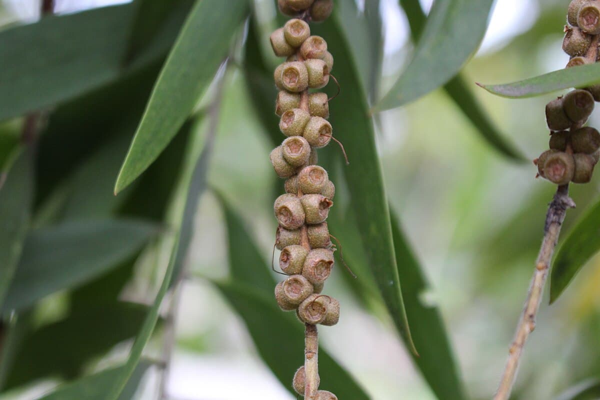 Merica sulah (Melaleuca leucadendra)