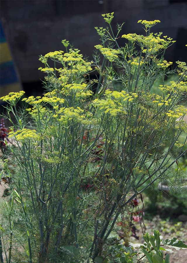 Adas (Foeniculum vulgare)