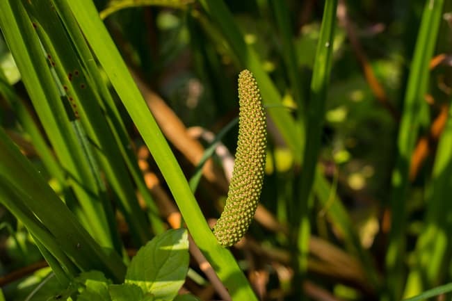 Dringo (Acorus calamus)