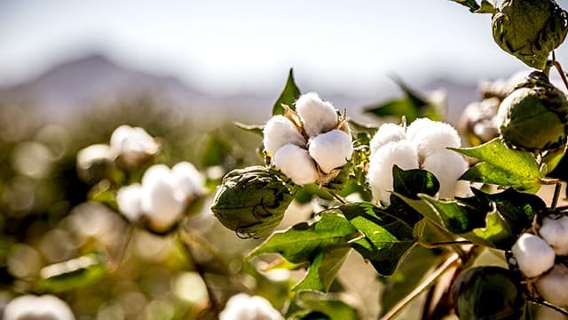 Godhong Kapas (Gossypium arboreum)