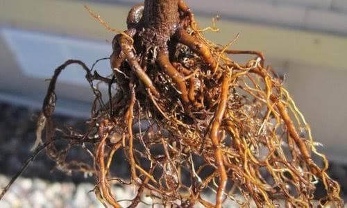 Oyod dlimo (Punica granatum Radix)