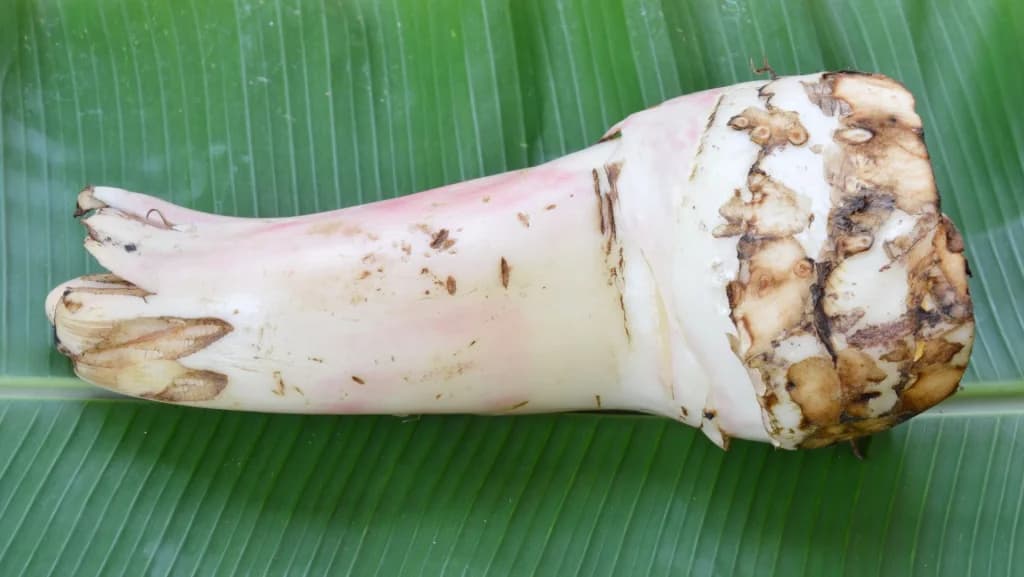 Bonggol gedhang (Musa paradisiaca Rhizoma)