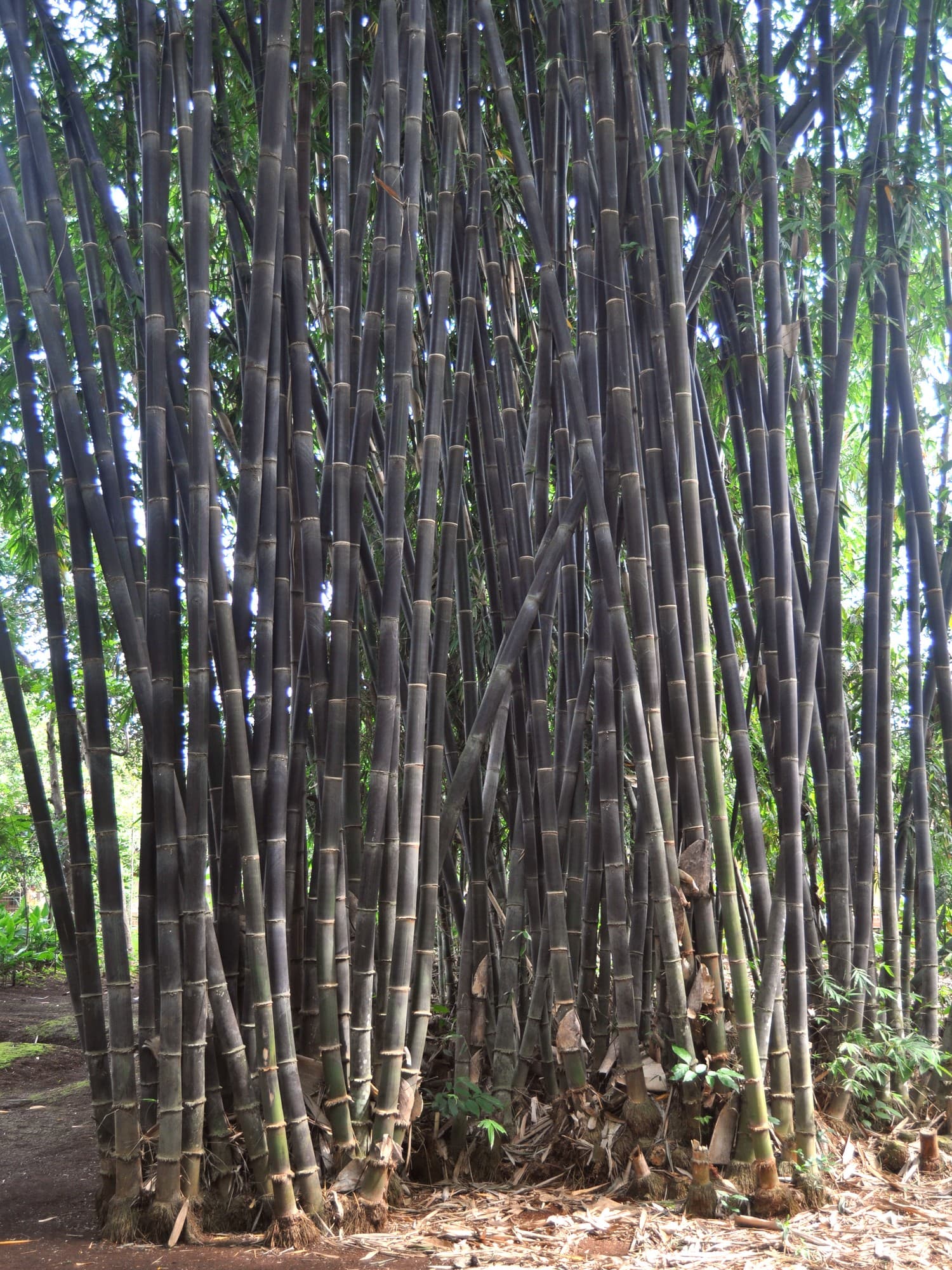 Empring wulung (Gigantochloa atroviolacea)