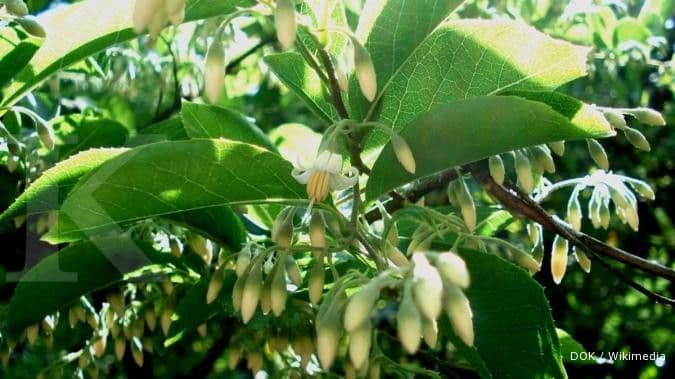 Menyan Madu (Styrax benzoin)