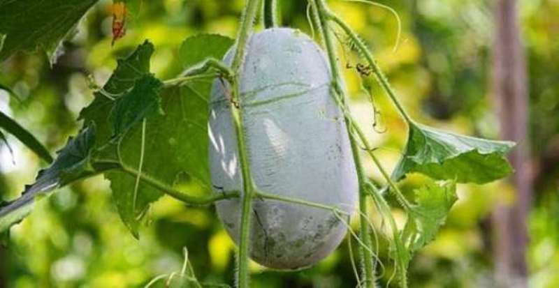 Godhong bligo (Benincasa hispida)