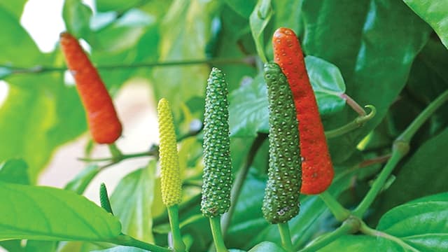 Cabe jawa (Piper retrofractum)
