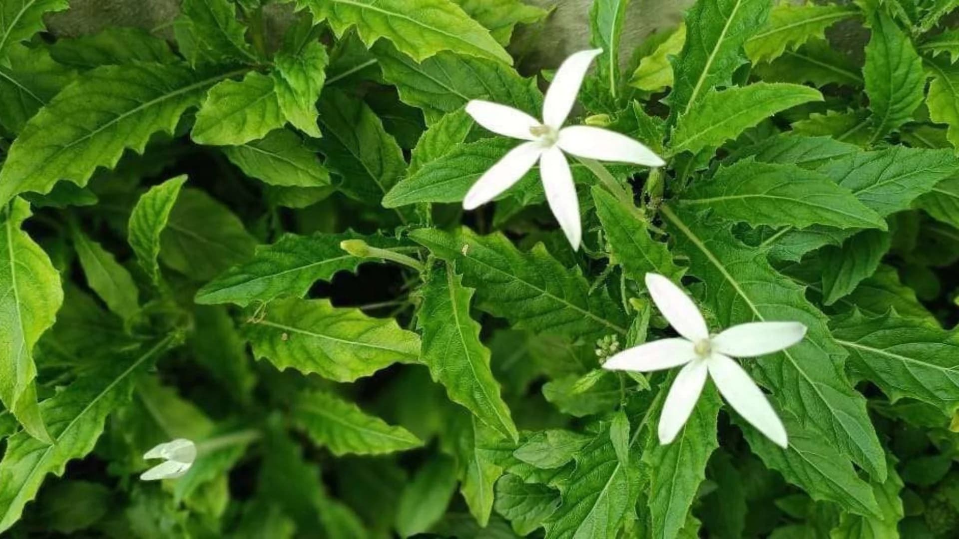 Orang-aring (Eclipta prostrata / Eclipta alba)