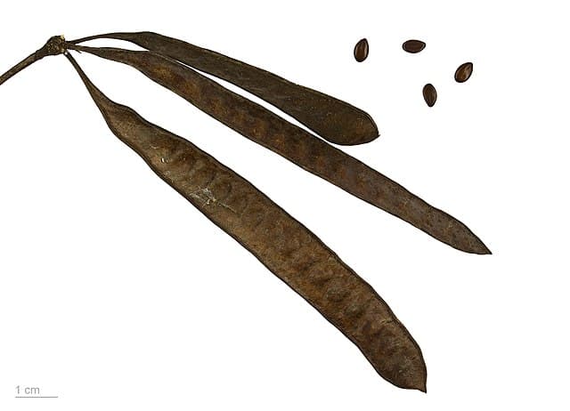 Gedhanwung / Lamtoro hitam (Leucaena leucocephala) 