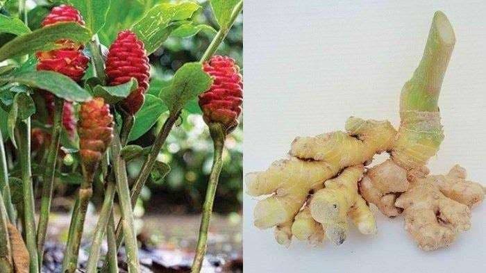 Brambang puyang / Lempuyang (Zingiber zerumbet)