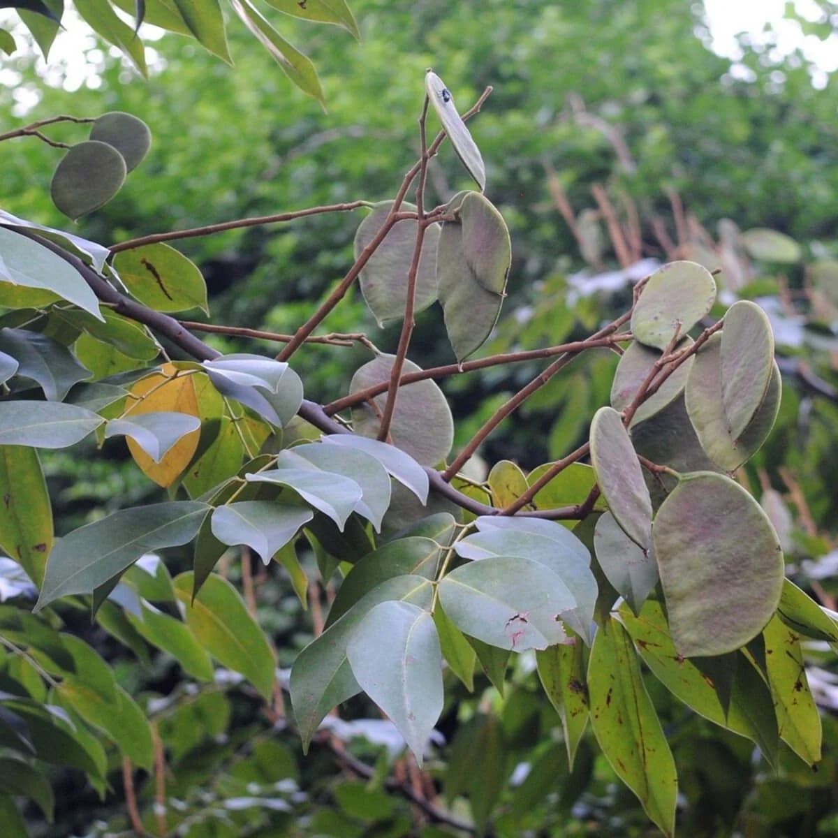 Seprantu (Sindora sumatrana)