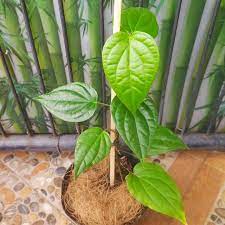 Godhong suruh (Piper betle)