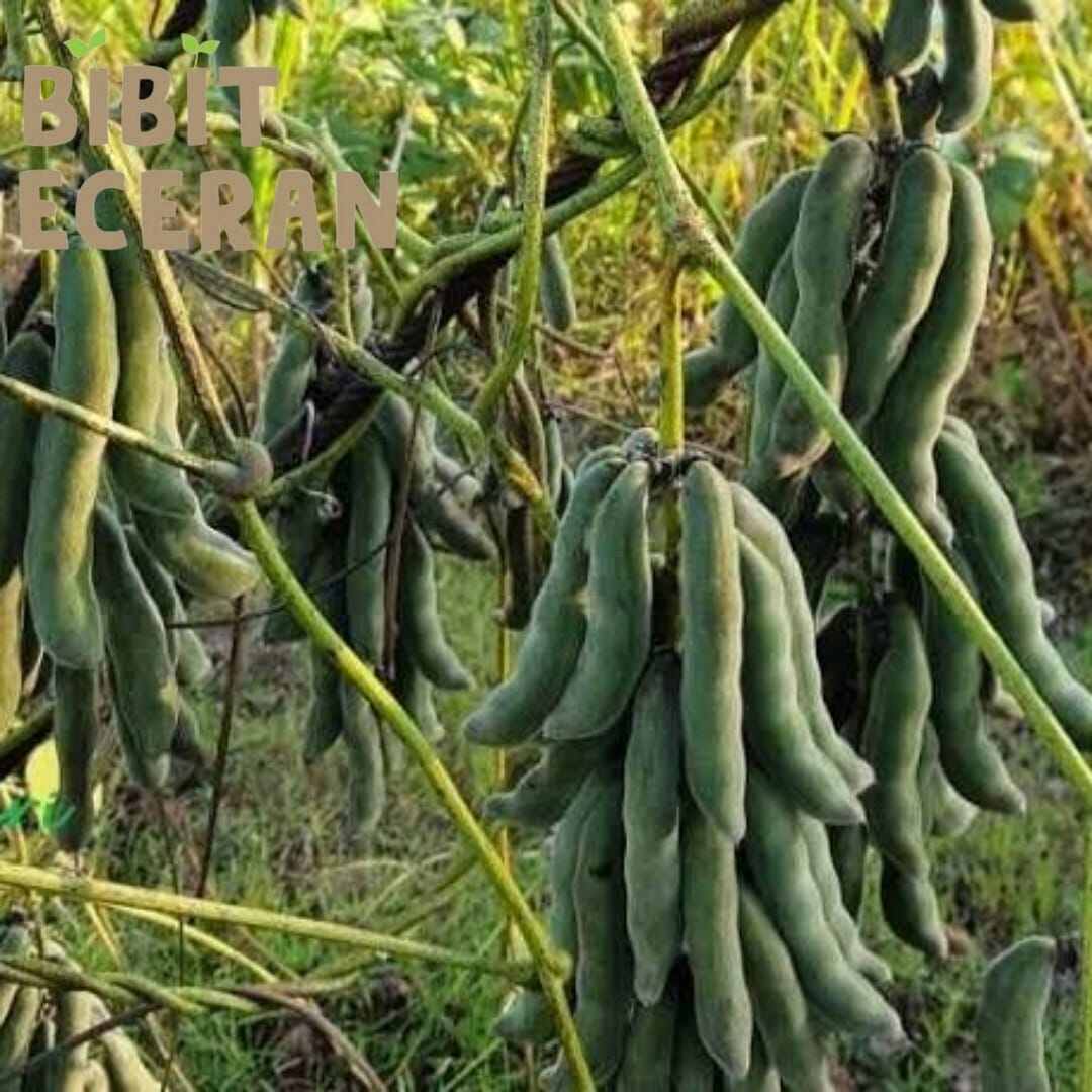 Godhong benguk (Mucuna pruriens Folium)