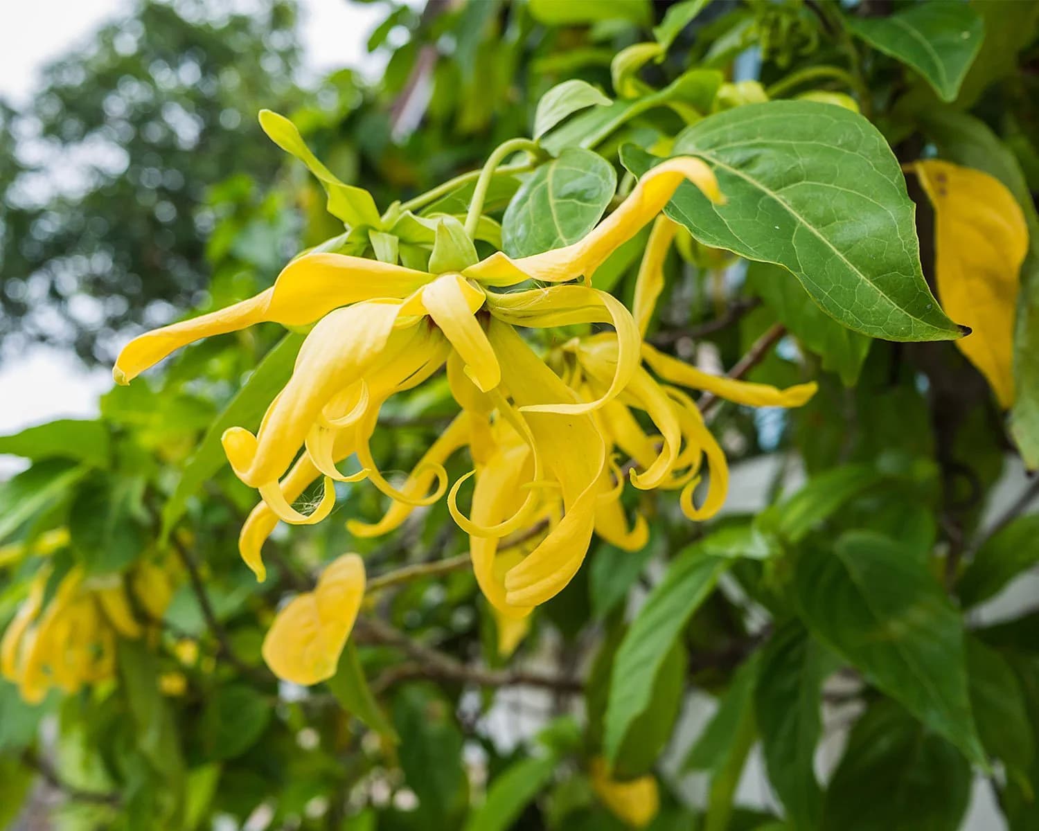 Ranti / lencak sawit (Solanum nigrum)