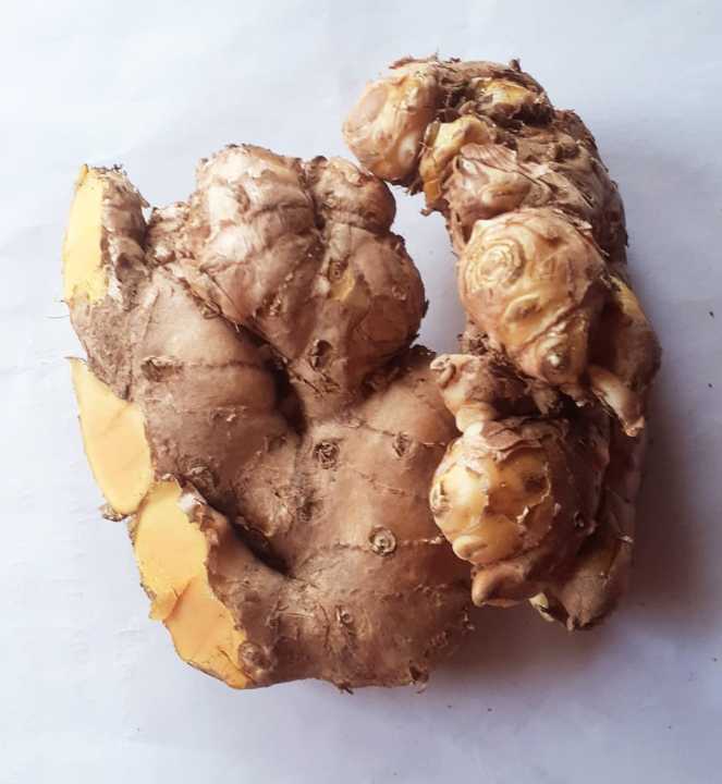 Bengle (Zingiber purpureum / Zingiber cassumunar)