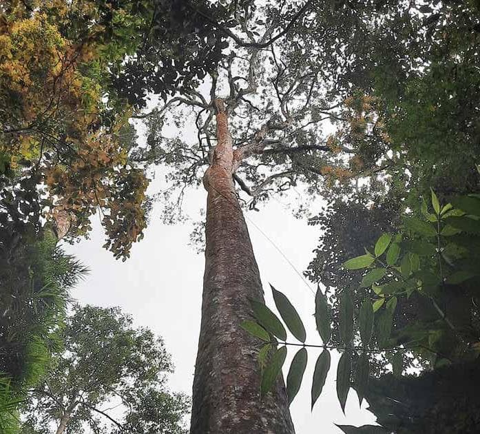Dhedhes /srasamala (Altingia excelsa)