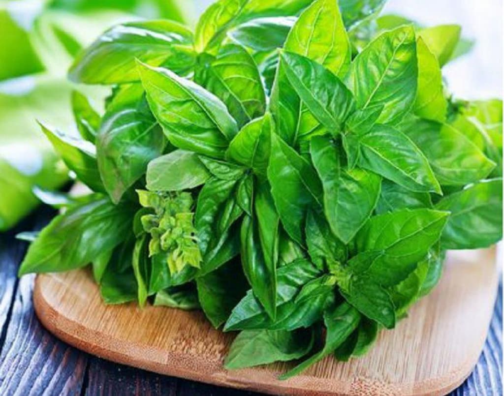 Godhong kemangi (Ocimum basilicum var. citriodorum)