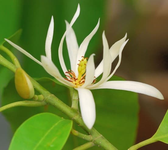 Sridenta / cempaka (Michelia champaca / Magnolia champaca)