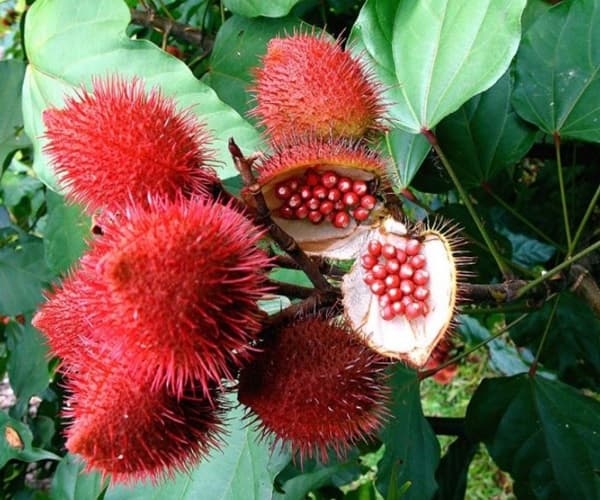 Kembang Somba/Kesumba Keling (Bixa orellana)