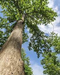 Tatal jati (Tectona grandis)