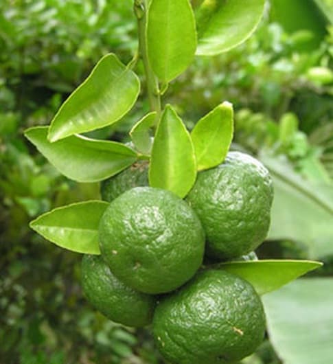Jeruk lilang (Citrus amblycarpa)